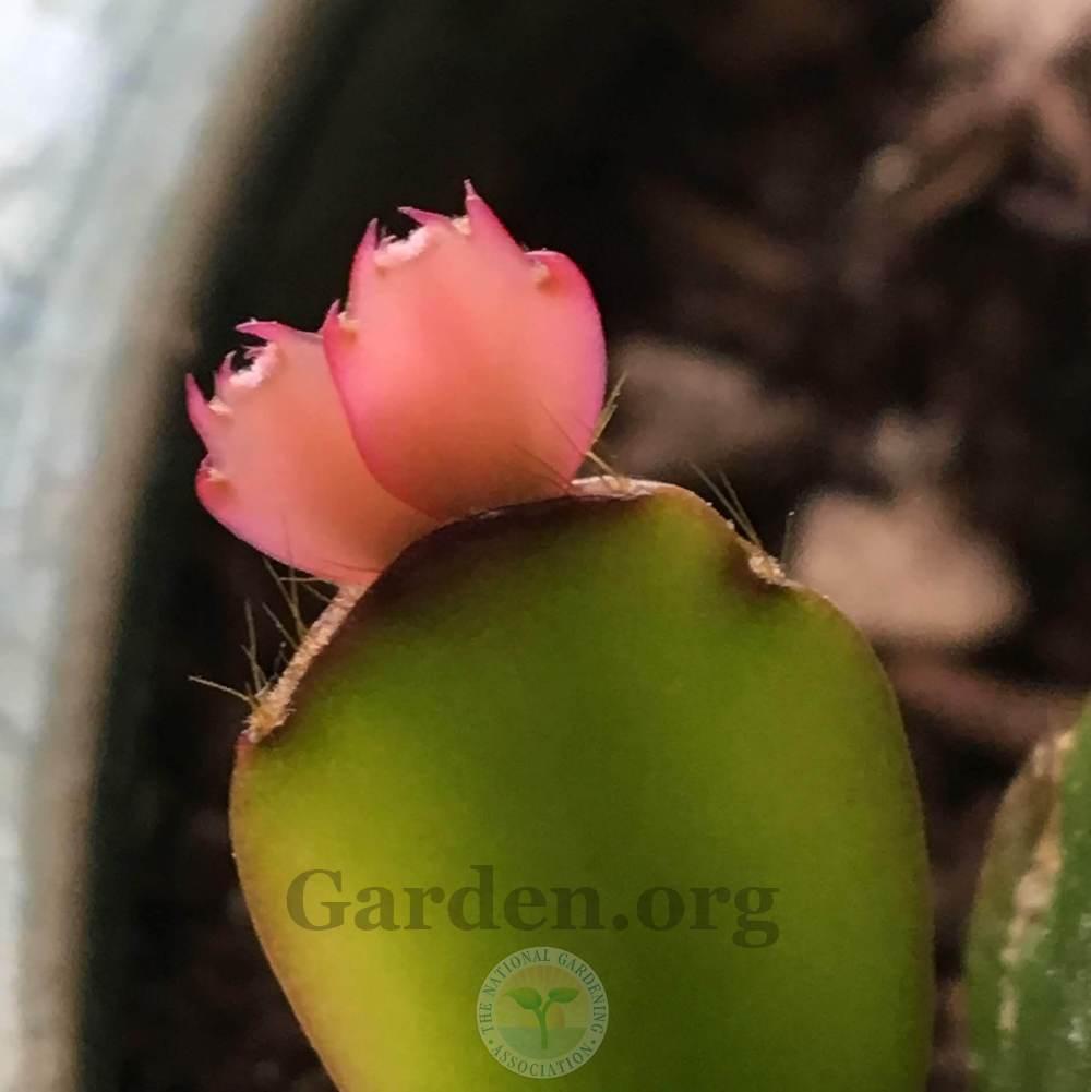 Photo of Easter Cactus (Hatiora) uploaded by BlueOddish