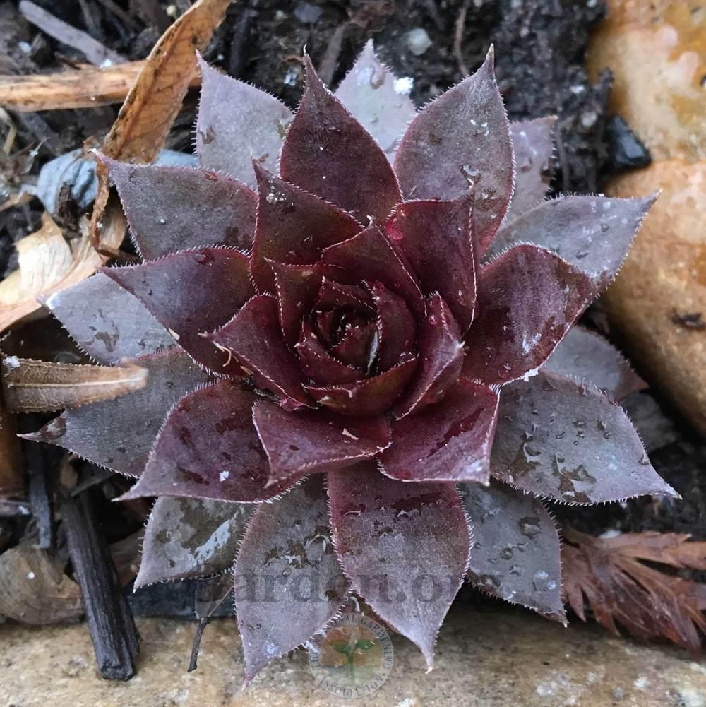 Photo of Hen and Chicks (Sempervivum 'Peggy') uploaded by BlueOddish