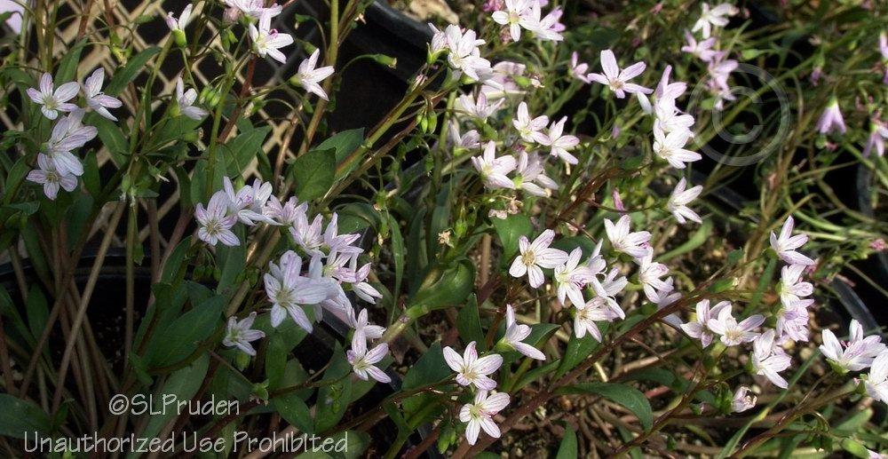 Photo of Spring Beauty (Claytonia virginica) uploaded by DaylilySLP