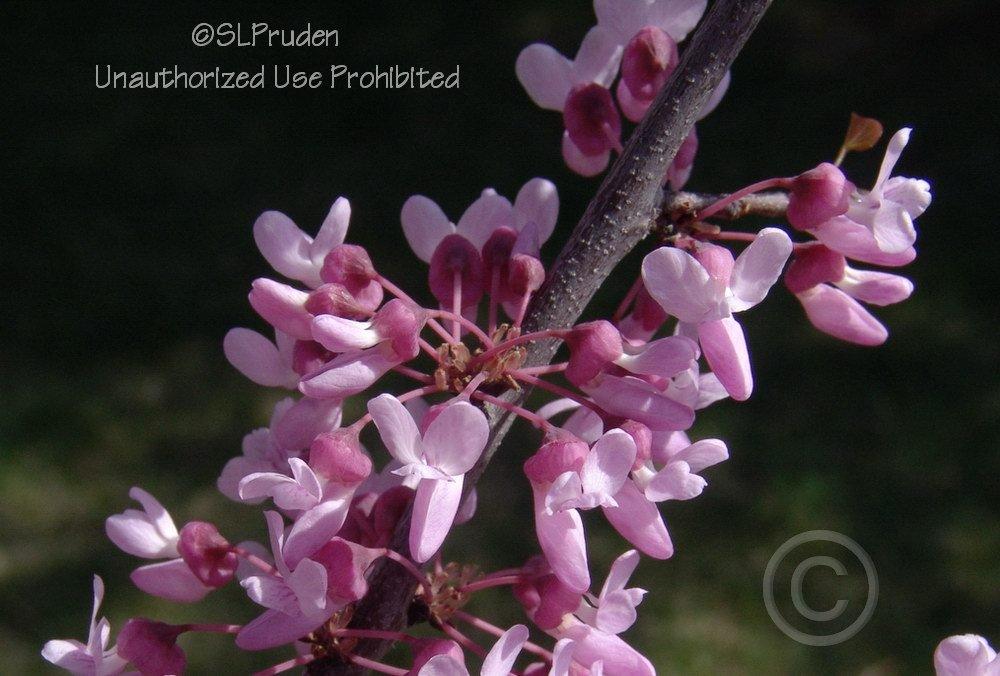 Photo of Eastern Redbud (Cercis canadensis) uploaded by DaylilySLP