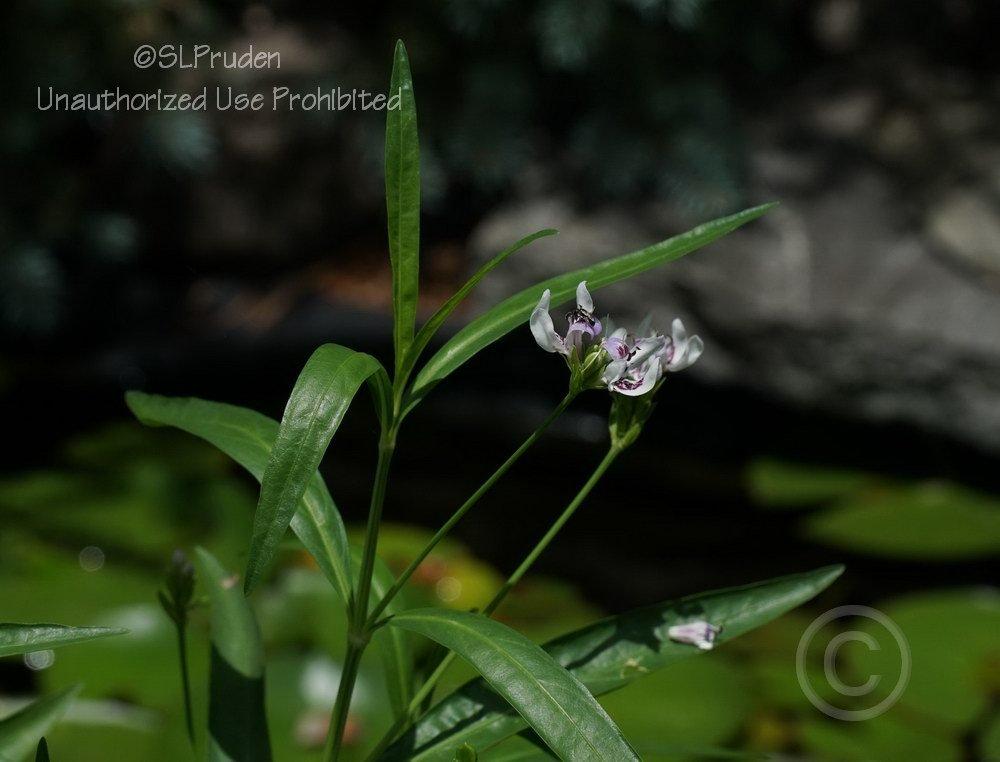 Photo of American Water-Willow (Justicia americana) uploaded by DaylilySLP