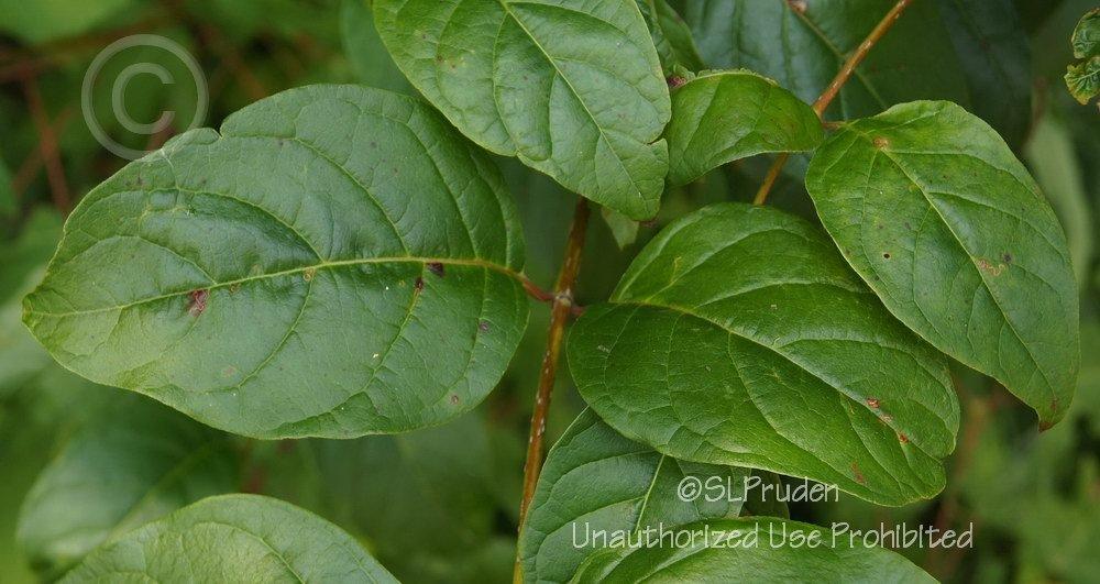 Photo of Buttonbush (Cephalanthus occidentalis) uploaded by DaylilySLP