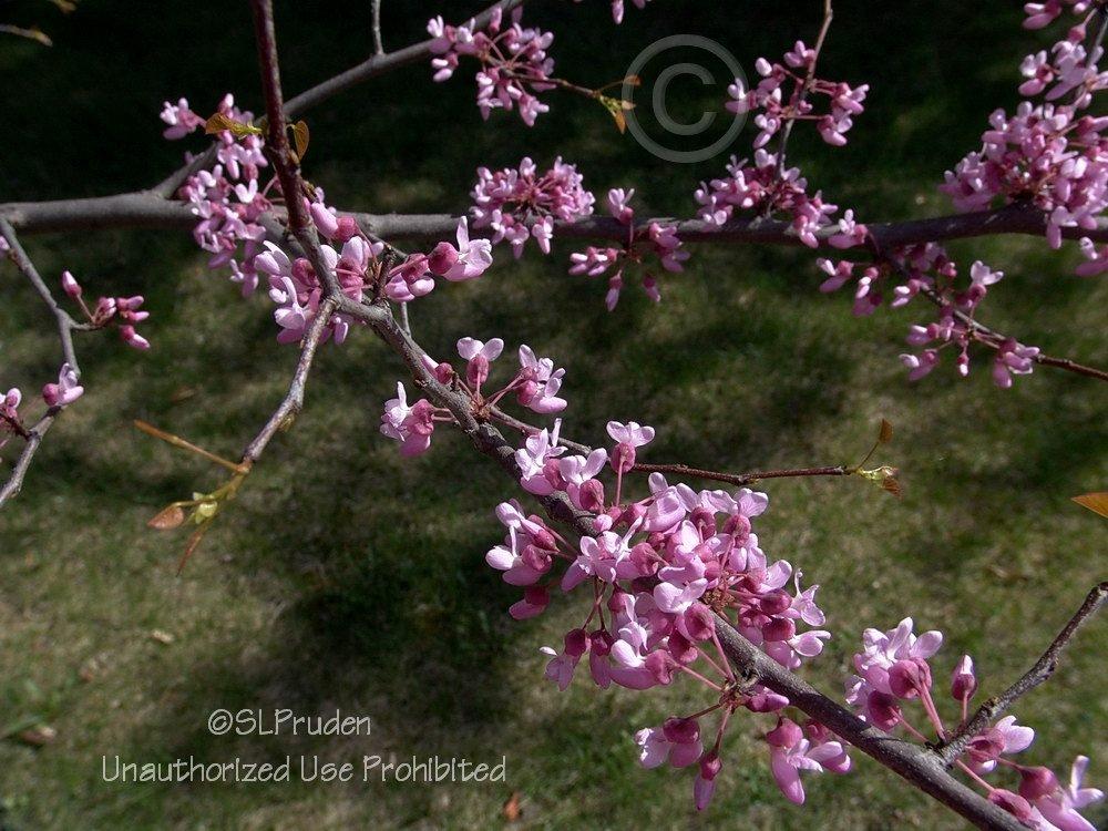 Photo of Eastern Redbud (Cercis canadensis) uploaded by DaylilySLP