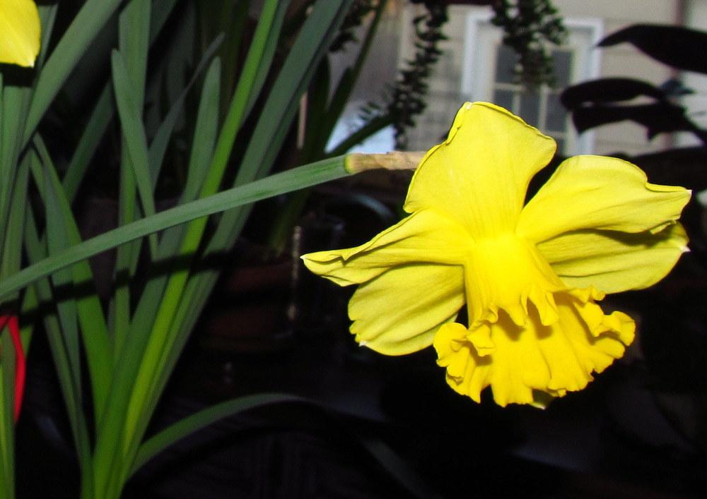 Photo of Large-cupped Daffodil (Narcissus 'Carlton') uploaded by jmorth