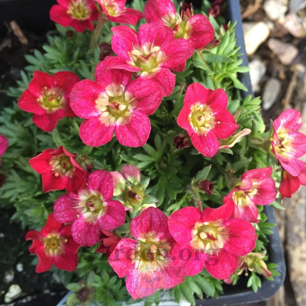 Photo of Mossy Rockfoil (Saxifraga Touran™ Deep Red) uploaded by BlueOddish