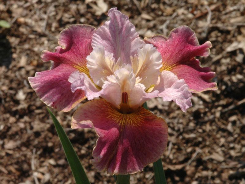 Photo of Siberian Iris (Iris 'Fancy Me This') uploaded by Calif_Sue
