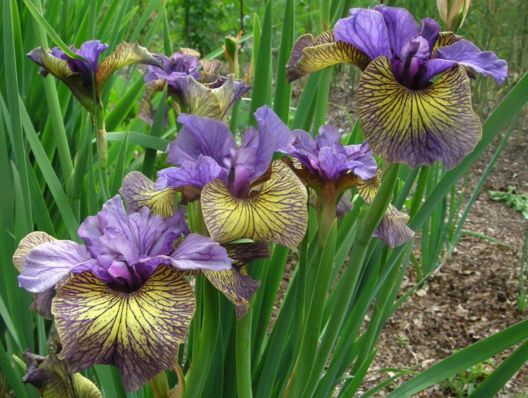 Photo of Siberian Iris (Iris 'Purring Tiger') uploaded by Calif_Sue