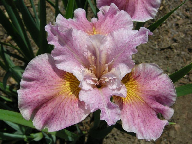 Photo of Siberian Iris (Iris 'Fancy Me This') uploaded by Calif_Sue