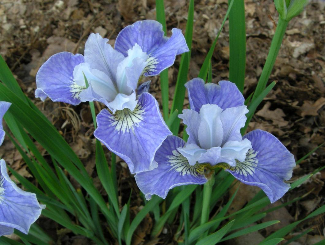 Photo of Siberian Iris (Iris 'Too Cute') uploaded by Calif_Sue