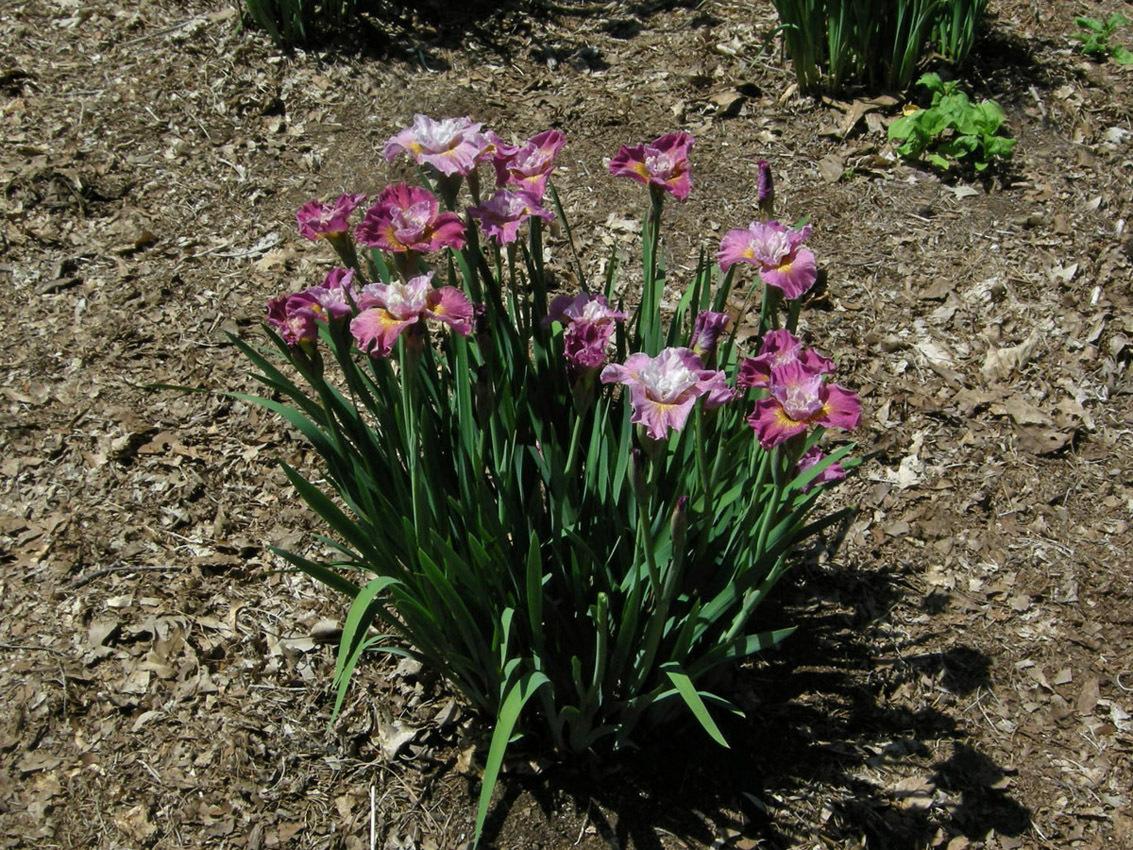 Photo of Siberian Iris (Iris 'Hey Good Lookin'') uploaded by Calif_Sue
