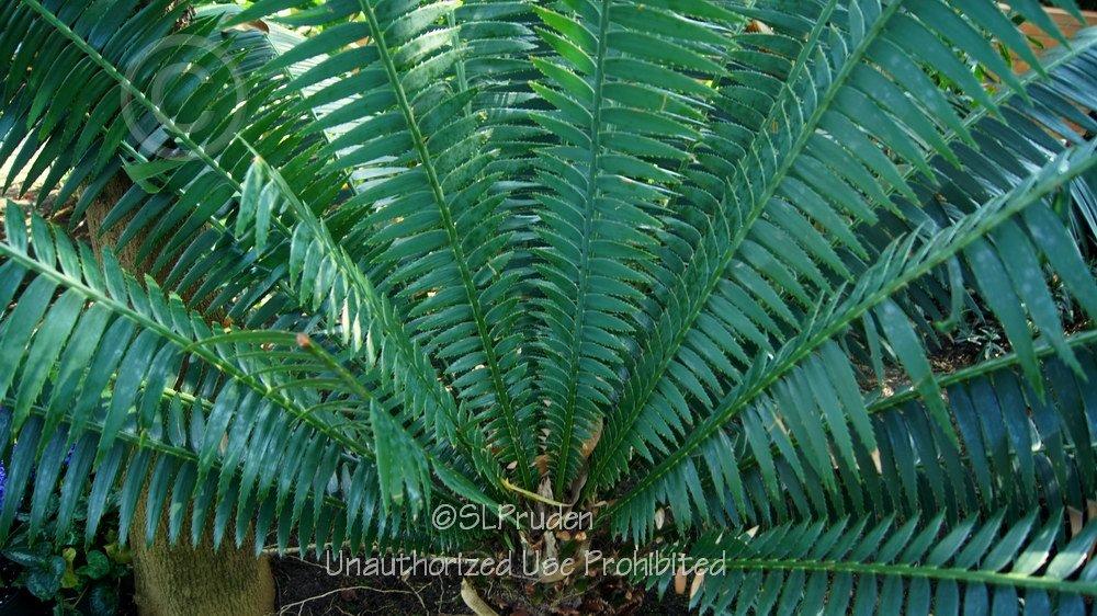 Photo of Giant Dioon (Dioon spinulosum) uploaded by DaylilySLP