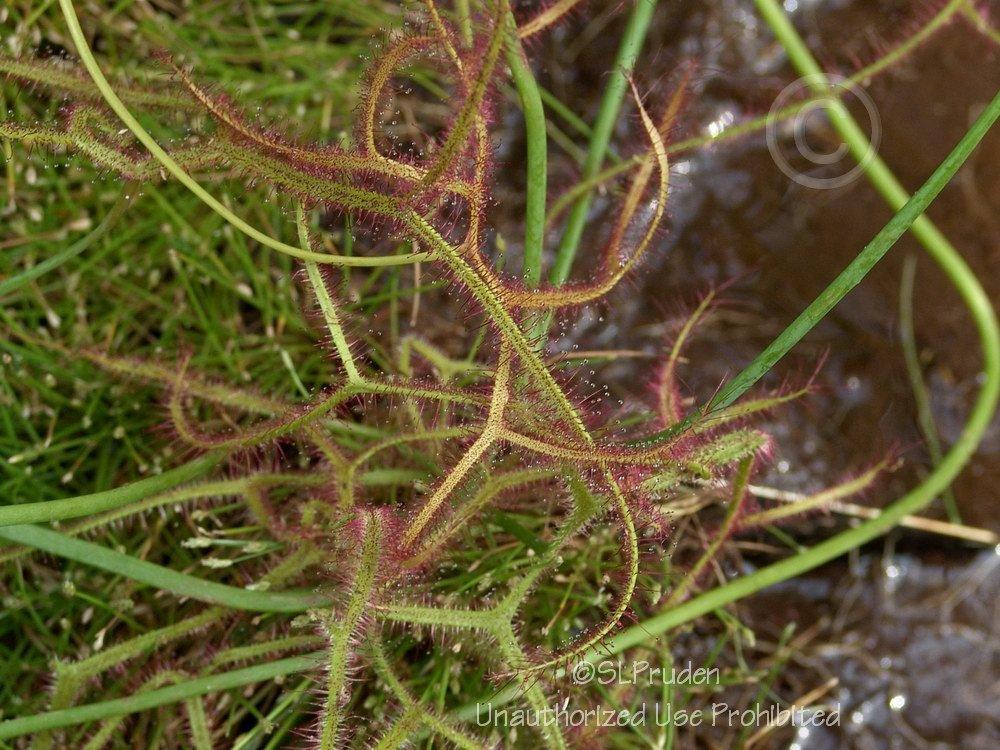 Photo of Thread Leaf Sundew (Drosera filiformis) uploaded by DaylilySLP