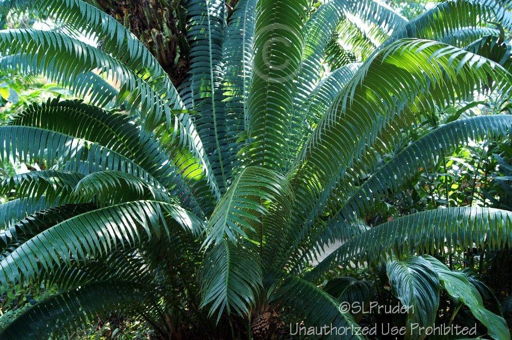 Photo of Giant Dioon (Dioon spinulosum) uploaded by DaylilySLP