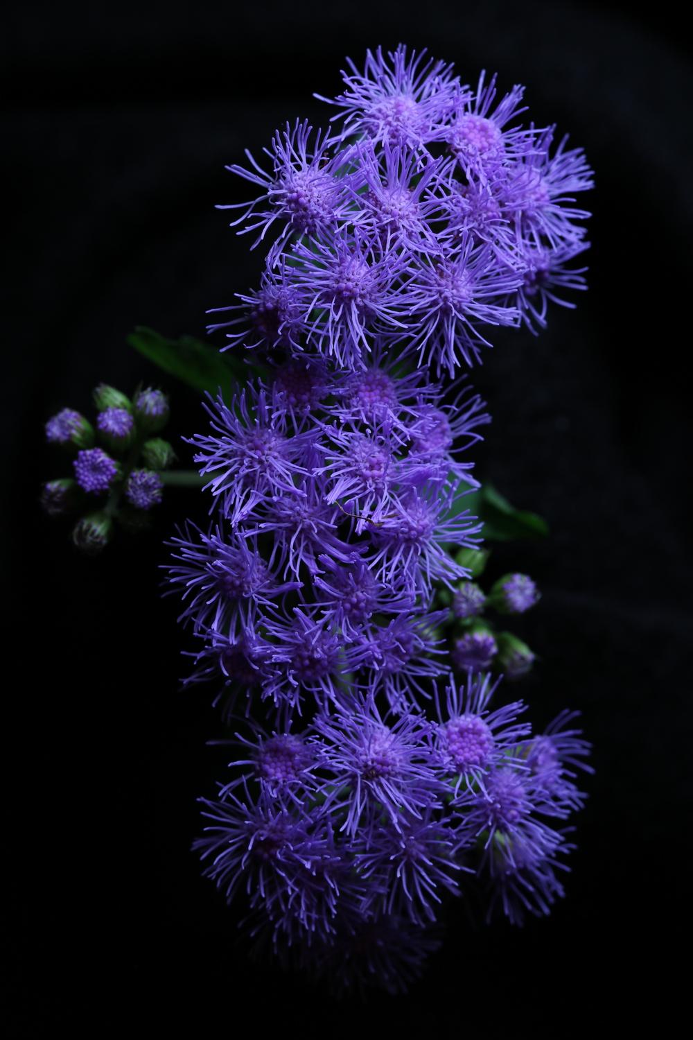 Photo of Blue Mistflower (Conoclinium coelestinum) uploaded by Lucichar
