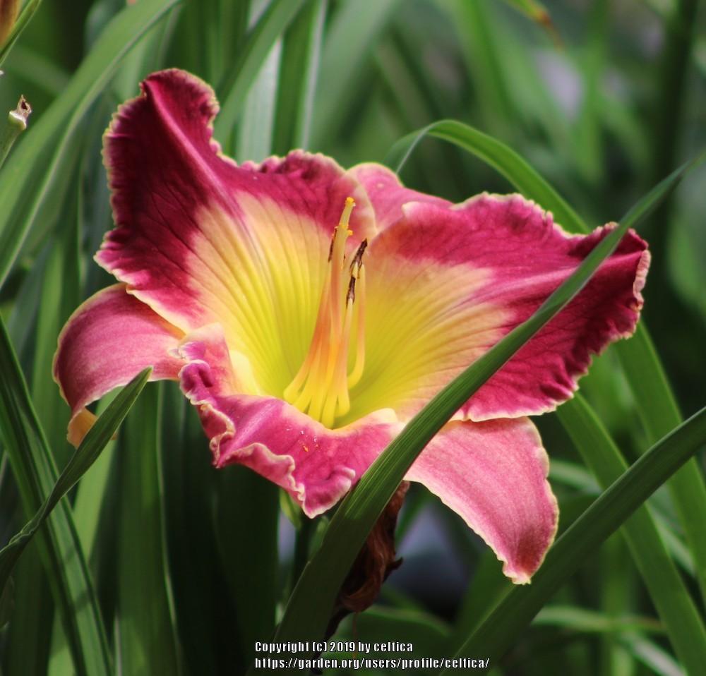 Photo of Daylily (Hemerocallis 'Mixed Blessings') uploaded by celtica