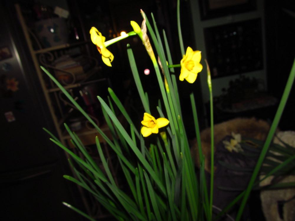 Photo of Tazetta Daffodil (Narcissus 'Martinette') uploaded by jmorth
