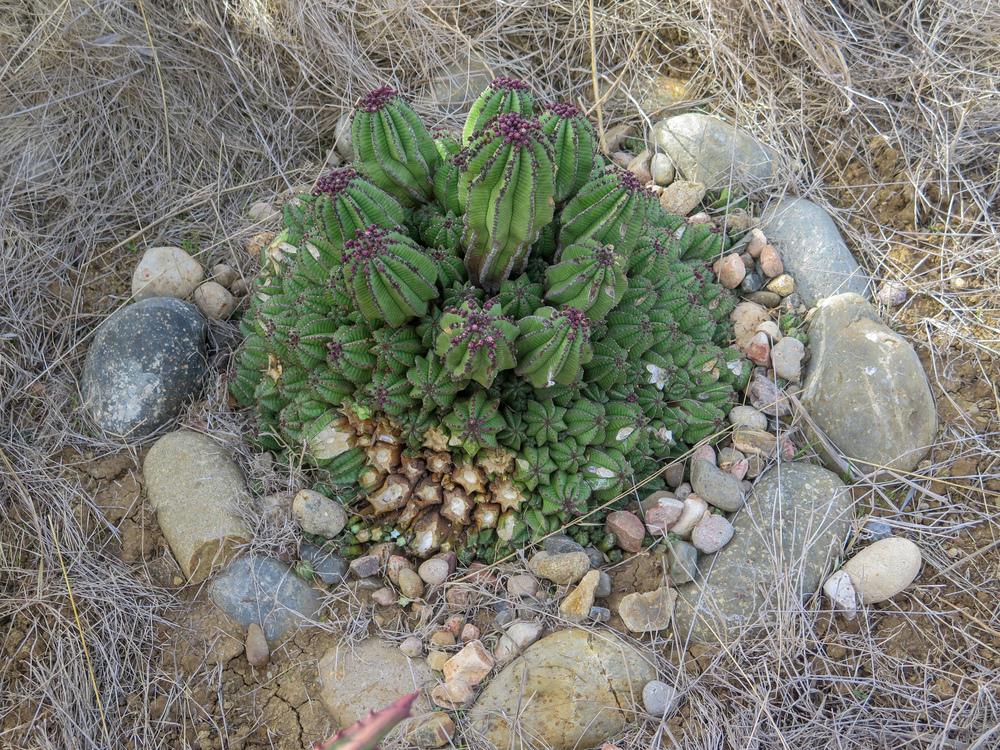 Photo of Euphorbia (Euphorbia polygona var. anoplia) uploaded by Baja_Costero