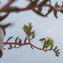 Location: Baja California
Date: 2018-01-03
Flowers are open above the base