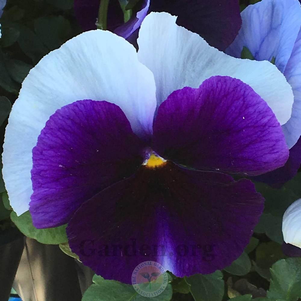 Photo of Pansy (Viola x wittrockiana Delta™ Premium Beaconsfield) uploaded by BlueOddish