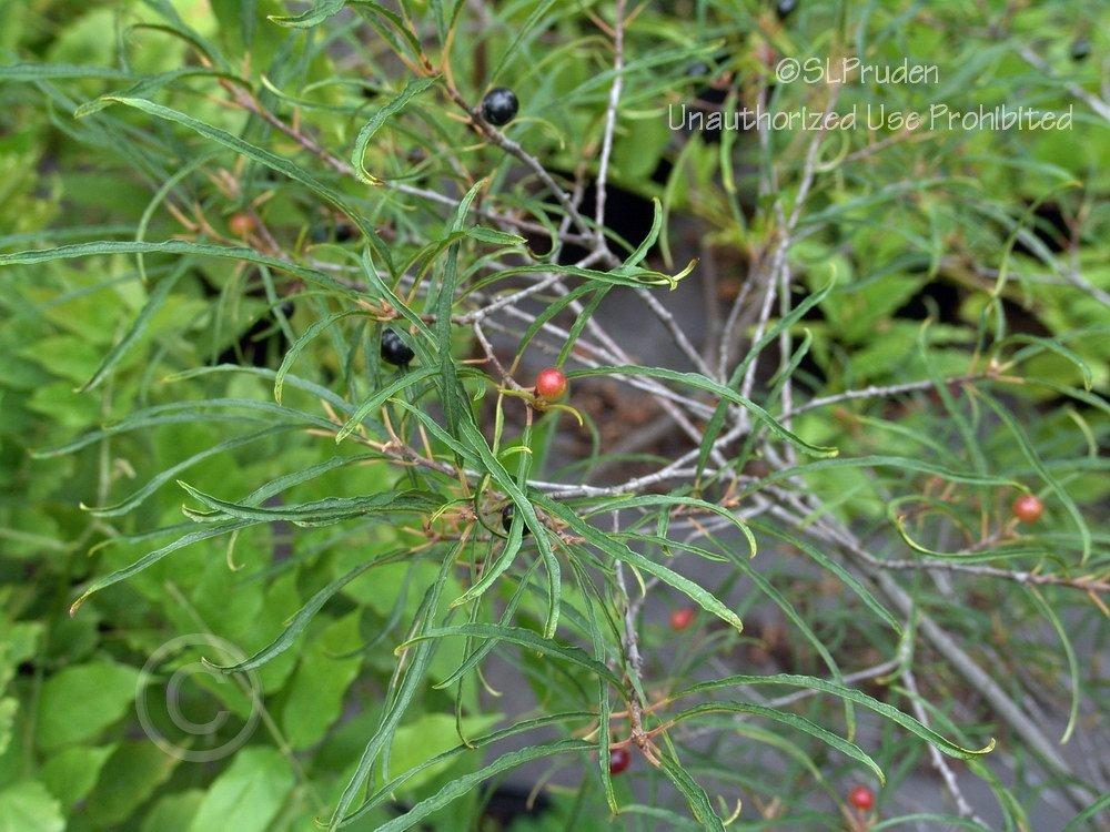 Photo of Alder Buckthorn (Frangula alnus subsp. alnus 'Aspleniifolia') uploaded by DaylilySLP