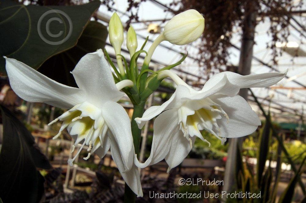 Photo of Amazon Lily (Urceolina x grandiflora) uploaded by DaylilySLP
