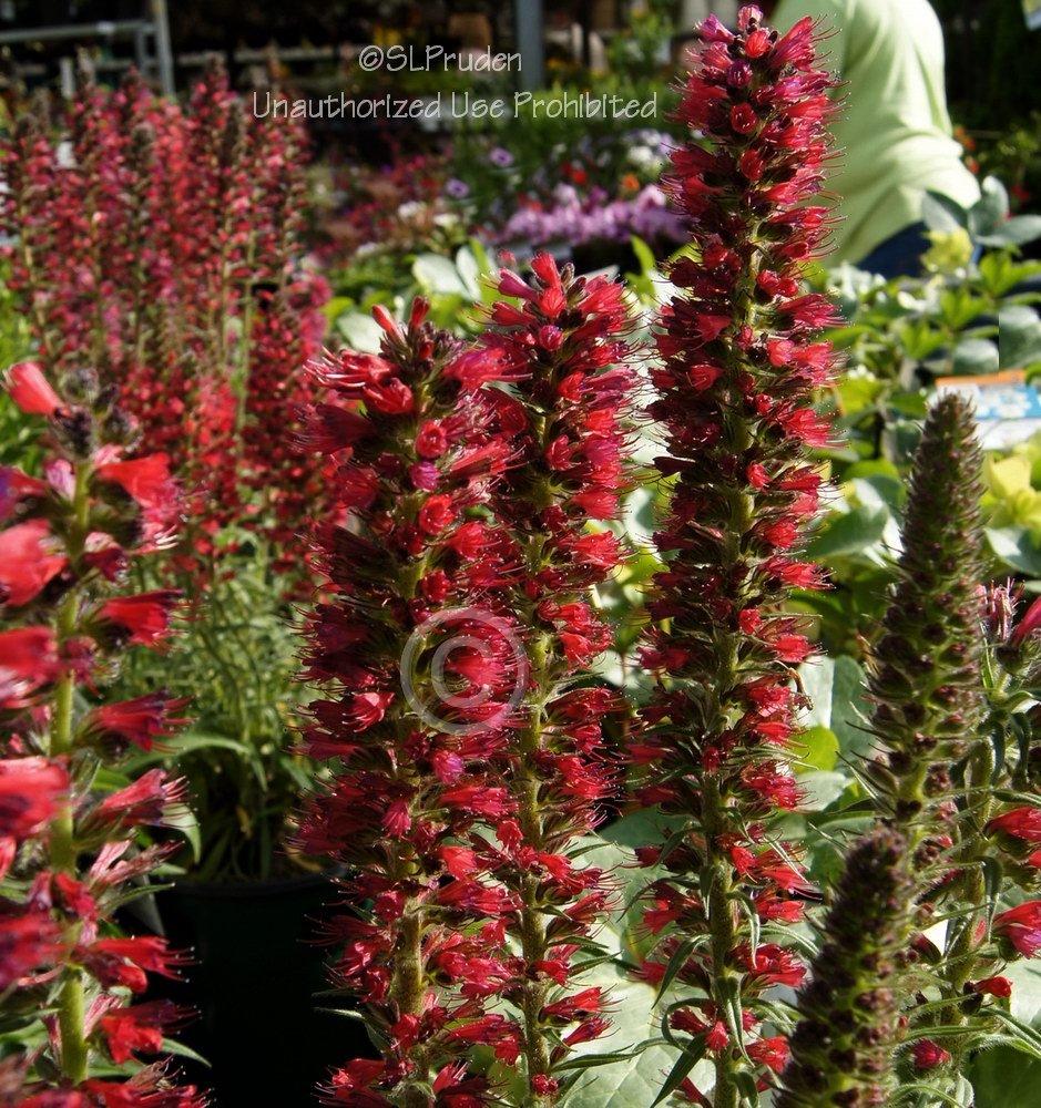 Photo of Red Feathers (Echium amoenum) uploaded by DaylilySLP