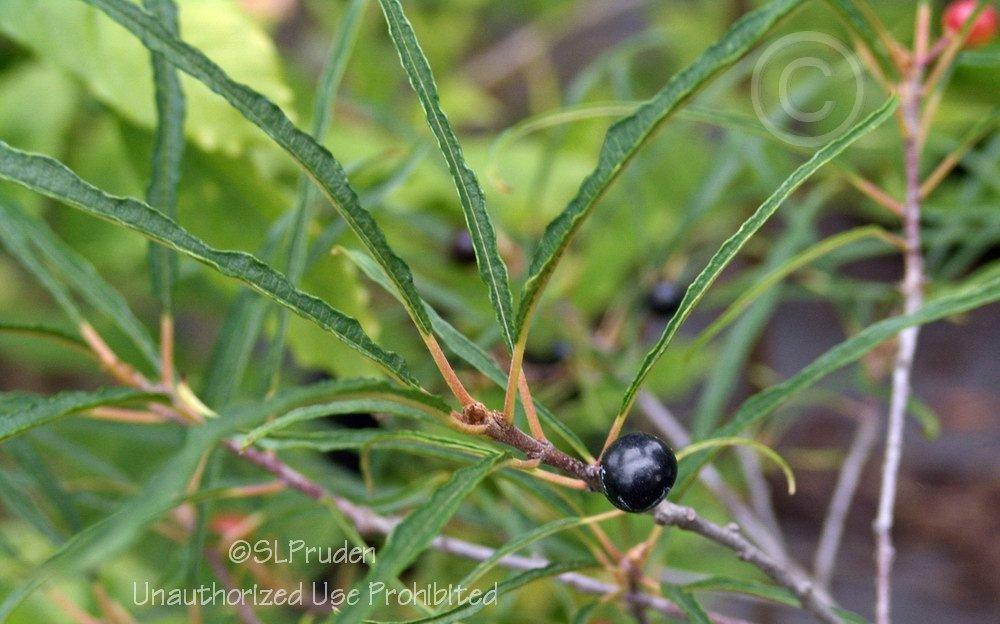 Photo of Alder Buckthorn (Frangula alnus subsp. alnus 'Aspleniifolia') uploaded by DaylilySLP