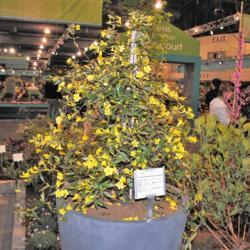 Location: Philadelphia Flower Show in Pennsylvania
Date: 2019-03-06
specimen in pot in a display