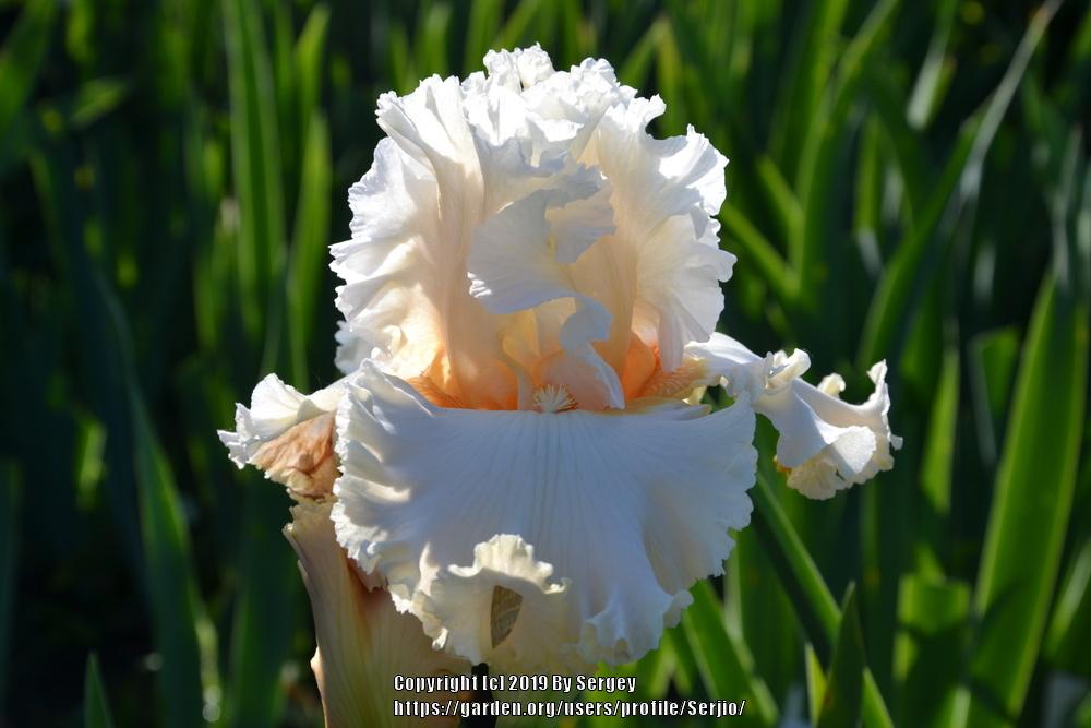 Photo of Tall Bearded Iris (Iris 'Pretty Bubbles') uploaded by Serjio
