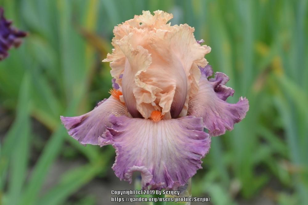 Photo of Tall Bearded Iris (Iris 'Poster Girl') uploaded by Serjio