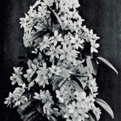 
Date: c. 1915
illustration from the Jacks' Climbing Plants, 1915