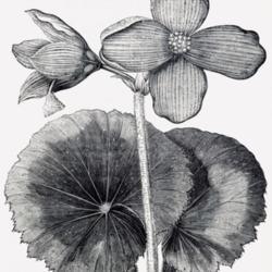 
Date: c. 1888
illustration from 'The Tuberous Begonia', published 1888 by Garde