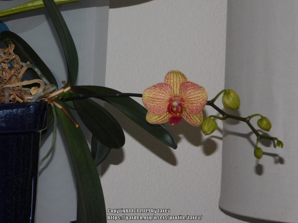 Photo of Orchid (Phalaenopsis Baldan's Kaleidoscope) uploaded by tarev
