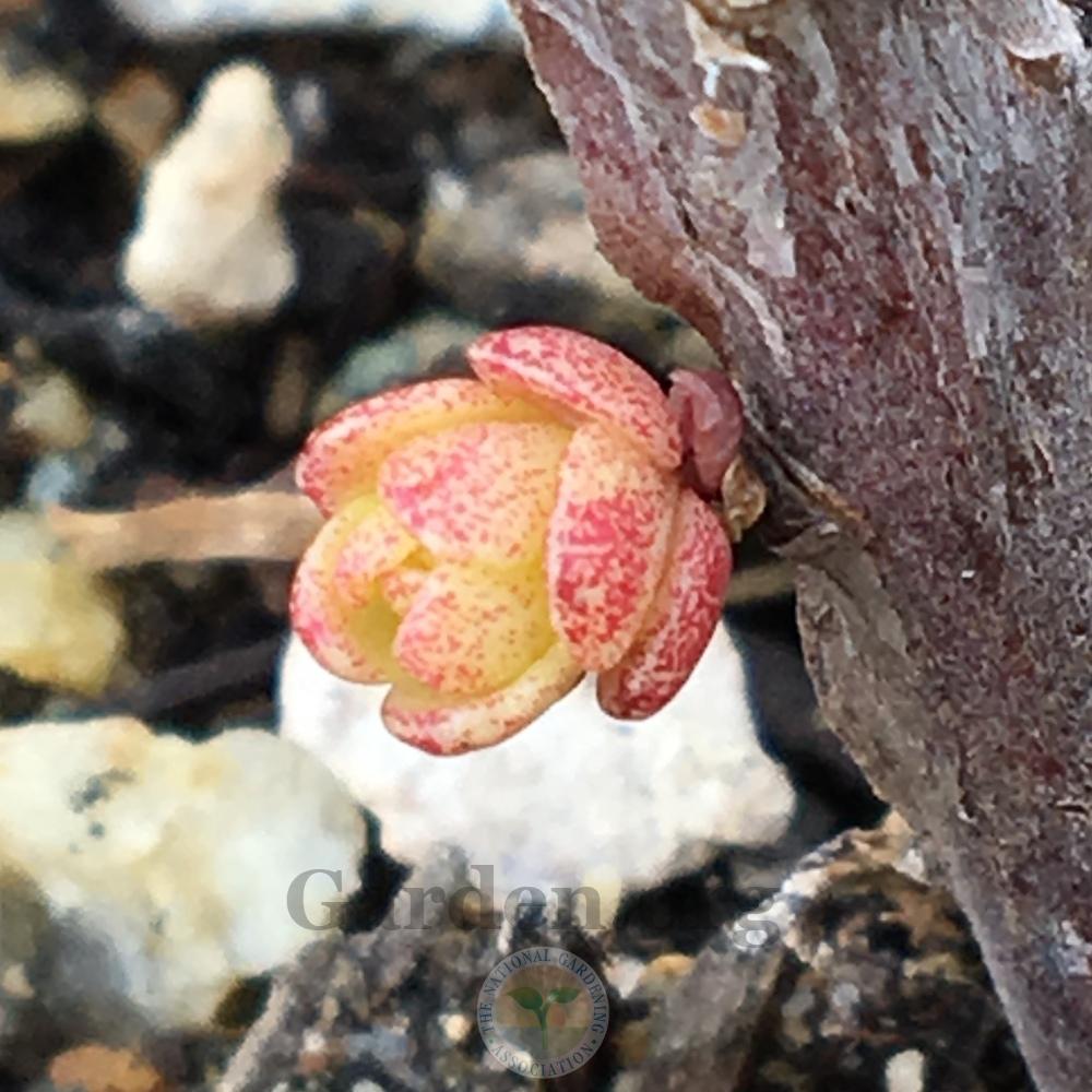 Photo of Poplar-Leaved Stonecrop (Hylotelephium populifolium) uploaded by BlueOddish