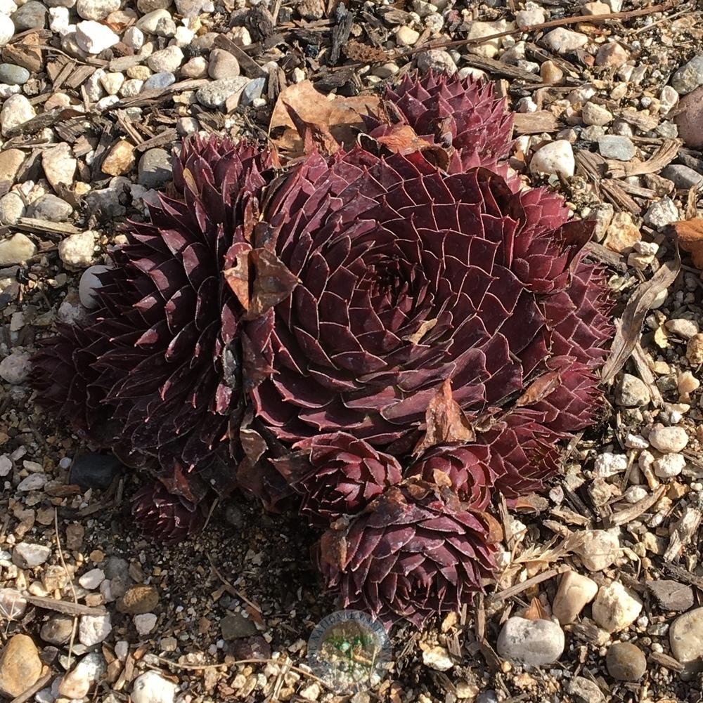 Photo of Hen and Chicks (Sempervivum 'Silver King') uploaded by BlueOddish