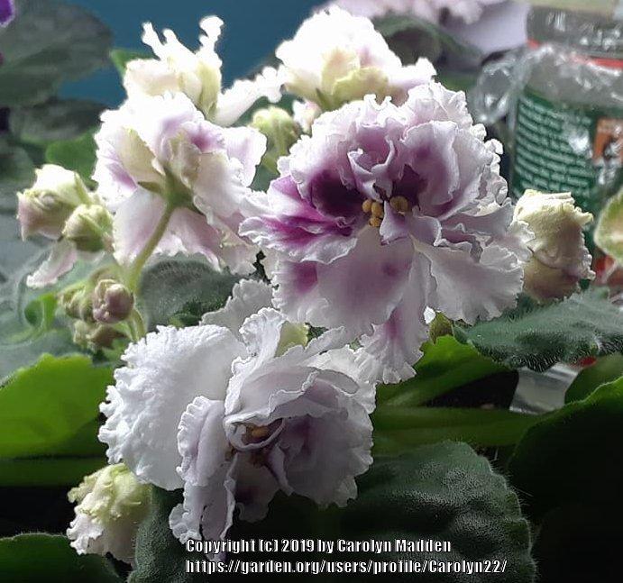 Photo of African Violet (Streptocarpus 'RS Gertsoginia') uploaded by Carolyn22