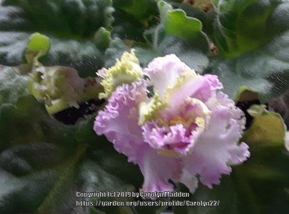 Photo of African Violet (Streptocarpus 'LE Dendi') uploaded by Carolyn22