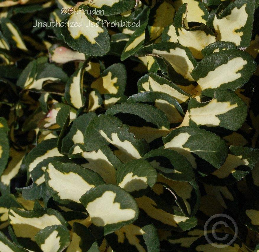 Photo of Wintercreeper (Euonymus fortunei 'Moonshadow') uploaded by DaylilySLP
