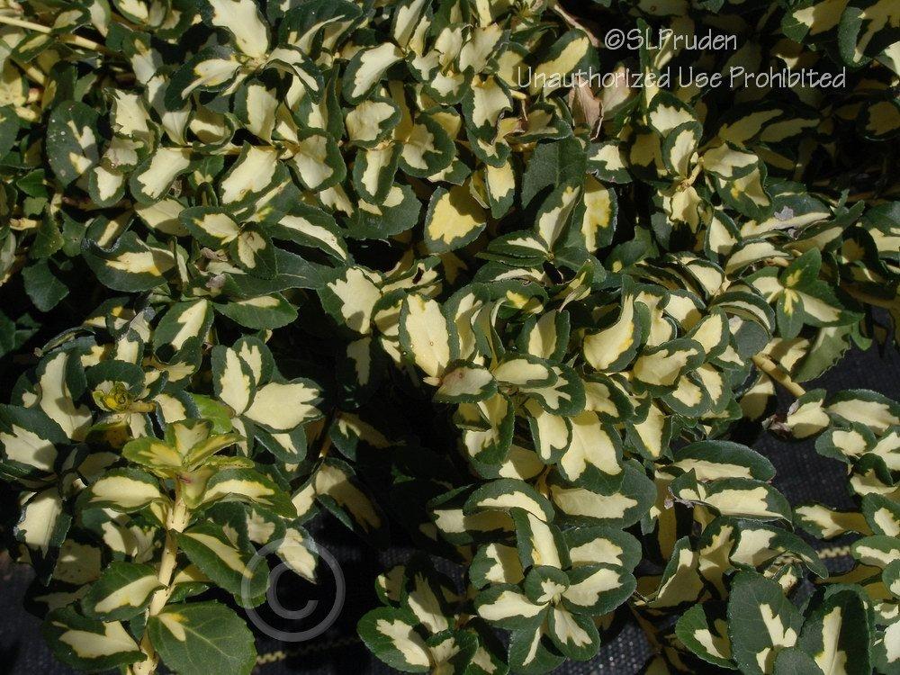 Photo of Wintercreeper (Euonymus fortunei 'Moonshadow') uploaded by DaylilySLP