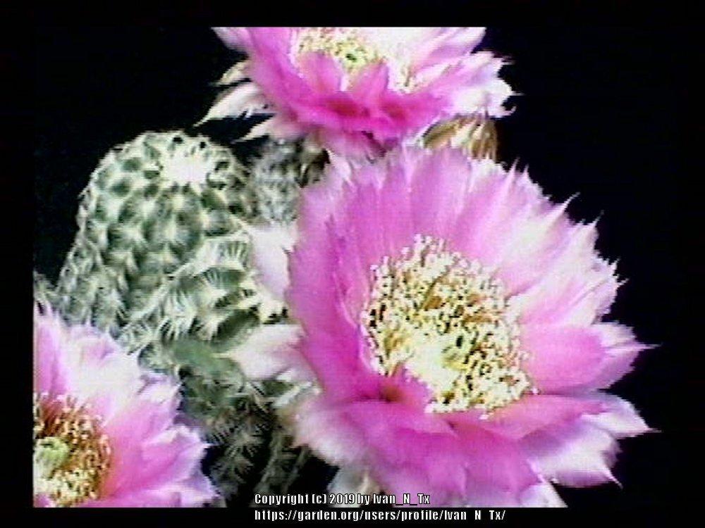 Photo of Lace Cactus (Echinocereus reichenbachii) uploaded by Ivan_N_Tx