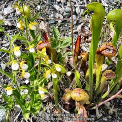 Location: Del Norte county, Ca. amongst the Redwoods
Date: 2011-06-15
Wild Cypripedium-californicum growing with Darlingtonia-californi