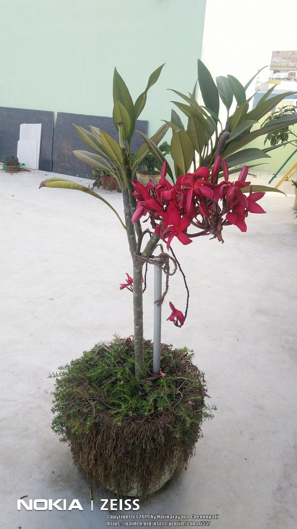 Photo of Plumeria (Plumeria rubra 'Thailand Red') uploaded by chhari55