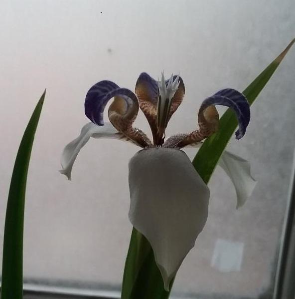 Photo of Walking Iris (Trimezia gracilis) uploaded by grannysgarden