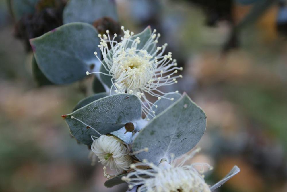 Photo of Florist Silver Dollar (Eucalyptus pulverulenta 'Baby Blue') uploaded by KevDam