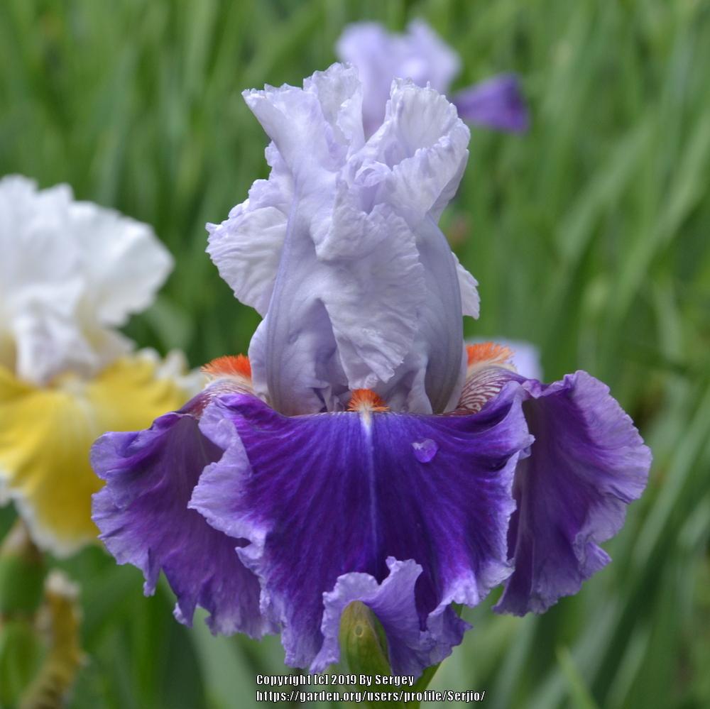 Photo of Tall Bearded Iris (Iris 'Racing Heart') uploaded by Serjio