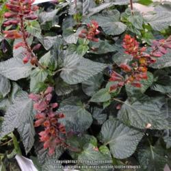 Location: 2019 Flower Show in Philadelphia
Date: 2019-03-02
2019 addition to Proven Winners lineup. Love the dark foliage and