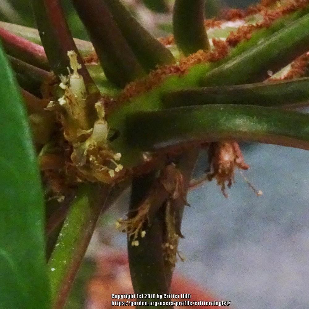 Photo of Madagascar Jewel (Euphorbia leuconeura) uploaded by critterologist