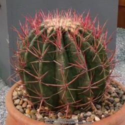 Location: 2019 Flower Show in Philadelphia
Date: 2019-03-02
exhibited by Bob Albright, Phila Cactus & Succulent Society, 3rd 