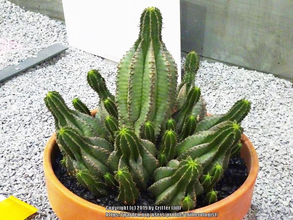 Photo of Euphorbia (Euphorbia polygona var. anoplia) uploaded by critterologist