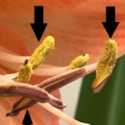 Anthers opening up (dehiscence) on Amaryllis